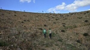 Contro incendi e ondate di calore Atene fa rivivere la foresta del mito