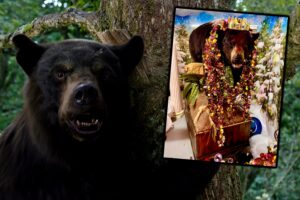 Che fine ha fatto il vero orso della cocaina?