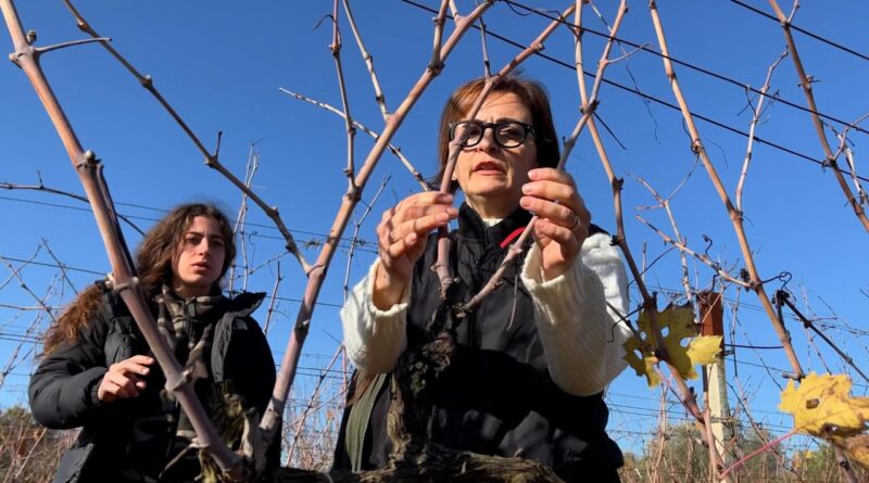 In vigna con Mariangela Plantamura: “Gioia del Colle e il vino della Murgia”