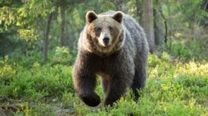 Trentino, corridore morto: ipotesi trasferimento in massa degli orsi. Deciso l’abbattimento di altri tre esemplari