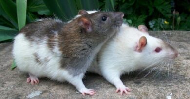 Tumori cerebrali: un nuovo farmaco libera la malattia nei topi. Speranza per gli esseri umani