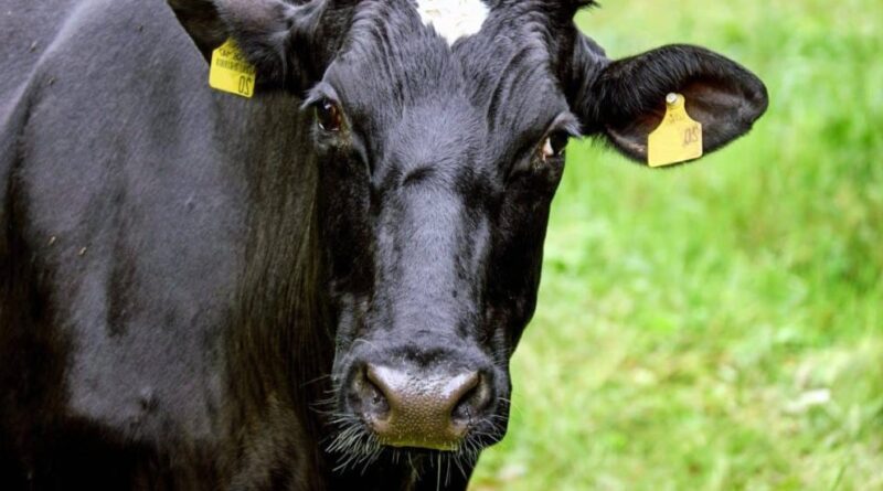 “I gas prodotti dai bovini d’allevamento siano esclusi dai limiti alle emissioni industriali”: la richiesta degli eurodeputati pro-agricoltura