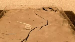 Il primo robot seme biodegradabile e in grado di mutare forma con l’umidità