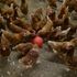 Due lavoratori del settore avicolo risultano positivi all’influenza aviaria dopo un contatto con un’azienda infetta