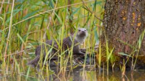 La lontra torna a popolare il Nord Italia, ma la sua sopravvivenza è ancora a rischio