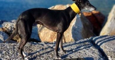 “Abbiamo bisogno di tutti”: il disperato appello per trovare Egon, il cane Levriero scomparso dalla Torinese