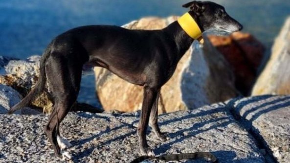 “Abbiamo bisogno di tutti”: il disperato appello per trovare Egon, il cane Levriero scomparso dalla Torinese