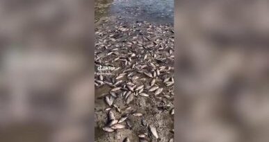 Morte di massa di pesci sulle rive della centrale idroelettrica di Kakhovskaya