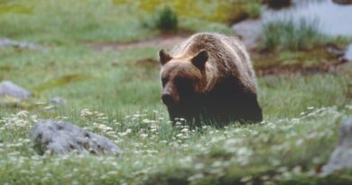 Terzo orso trovato morto in Trentino in poche settimane, esposto degli animalisti: “Numeri insoluti, verificare le cause dei decessi”