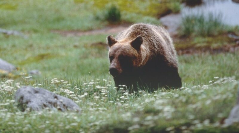 Terzo orso trovato morto in Trentino in poche settimane, esposto degli animalisti: “Numeri insoluti, verificare le cause dei decessi”
