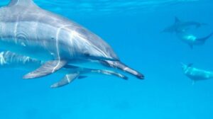 Anche i delfini cambiano voce con i loro piccoli
