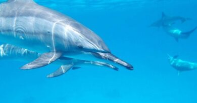 Anche i delfini cambiano voce con i loro piccoli