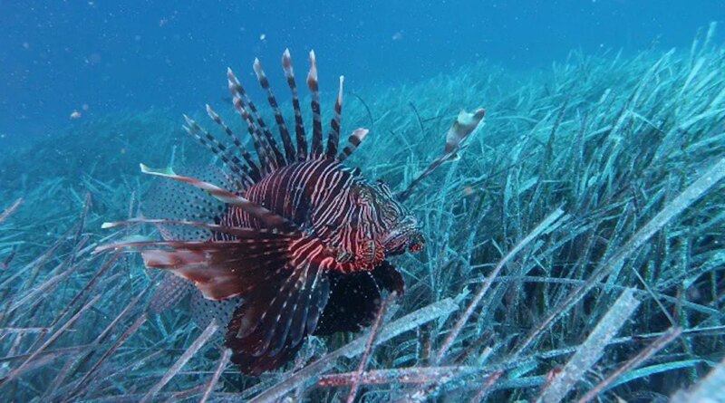 Nei mari della Calabria sono stati avvistati due pesci scorpione