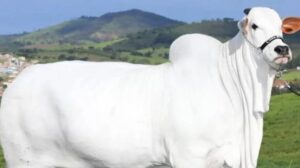 La mucca Nelore è l’animale più costoso del mondo: venduta all’asta per metà (viva) per milioni di dollari