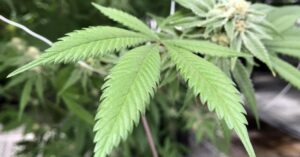 Mangiano una torta alla marijuana durante una cena tra amici: “Vedevano i fantasmi”