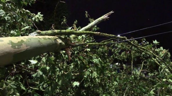 A Milano alberi e rami caduti in tutta la città: travolti cavi del filobus