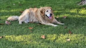 Bar fa pagare 1,50 euro una vaschetta per far bere il cane. Il padrone protesta: si scatena il dibattito
