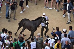 Palio Siena, vince contrada dell’Oca con cavallo scosso