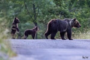 Uccisa a fucilate l’orsa Amarena in Abruzzo