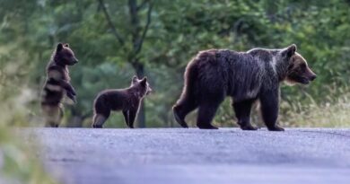 Uccisa a fucilate l’orsa Amarena in Abruzzo
