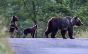 Avvistati i cuccioli dell’orsa Amarena, fallita la cattura