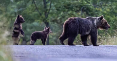 Avvistati i cuccioli dell’orsa Amarena, fallita la cattura