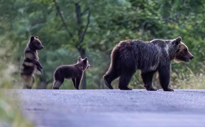 Avvistati i cuccioli dell’orsa Amarena, fallita la cattura