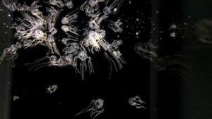 Bastano mille neuroni? Anche le meduse imparano