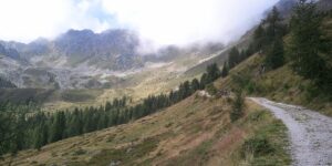 In Trentino sono stati trovati due orsi morti