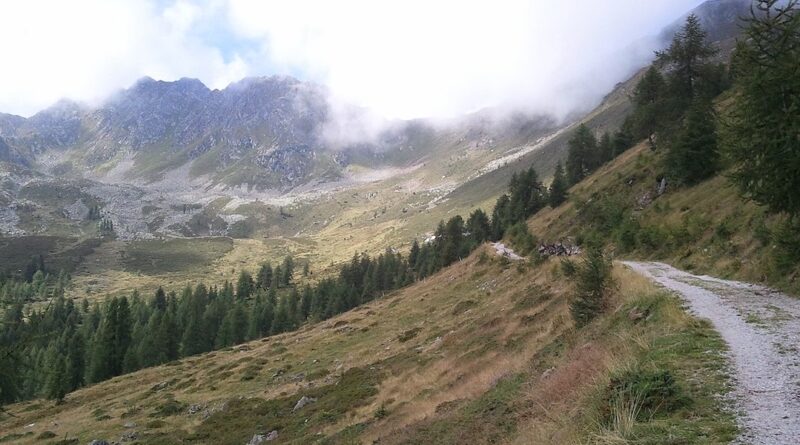 In Trentino sono stati trovati due orsi morti