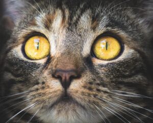 I gatti comunicano attraverso 276 espressioni facciali