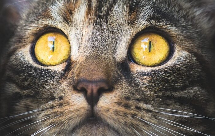 I gatti comunicano attraverso 276 espressioni facciali