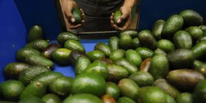 Mangiamo molto più avocado