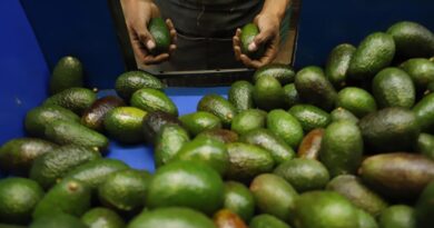 Mangiamo molto più avocado