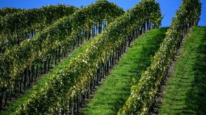 Tutto un altro vino: così il cambiamento climatico cambia la mappa dell’enologia
