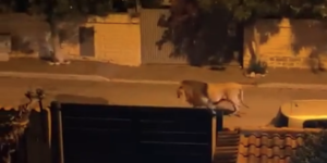 I video di un leone scappato dal circo per le strade di Ladispoli, vicino a Roma