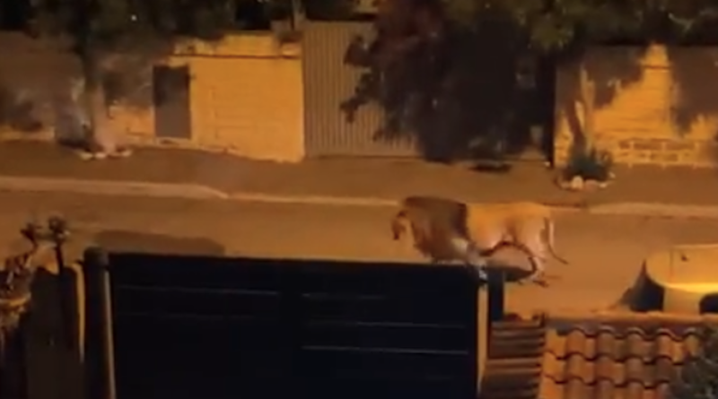 I video di un leone scappato dal circo per le strade di Ladispoli, vicino a Roma