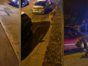 Il circo, la gabbia aperta e i tre uomini: giallo sulla fuga del leone Kimba a Ladispoli