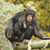 Mi fa piacere vederti qui: Le scimmie riconoscono gli amici dopo decenni di lontananza