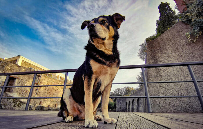 Addio al cane Argo, mascotte degli scavi di Pompei