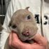 Piccolo cucciolo trovato chiuso nella tasca di un sospetto ladro