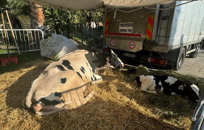 I trattori a Sanremo in marcia verso il centro, in 4 forse sul palco dell’Ariston