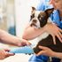 Indagine sui prezzi dei veterinari per i timori che i proprietari di animali domestici siano sovraccaricati di spese