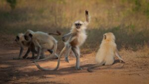 Premio fotografico Comedy Wildlife: Nikon è diventata partner ufficiale
