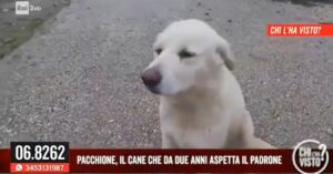 Il padrone è scomparso da due anni ma Pacchione lo aspetta sempre nello stesso punto: la storia a Chi l’ha visto?