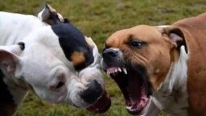 Bambino di 13 mesi ucciso da due pitbull a Eboli, ferita anche la madre