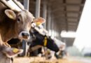 Le mucche del Regno Unito non vengono testate per l’influenza aviaria nonostante l’epidemia statunitense