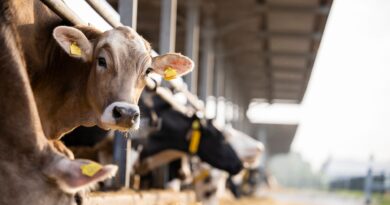 Le mucche del Regno Unito non vengono testate per l’influenza aviaria nonostante l’epidemia statunitense