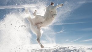 Comedy Pet Photo Awards 2024: le simpatiche fotografie finaliste del concorso sugli animali domestici