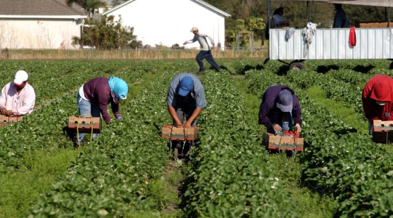 Migranti e decreto flussi: ecco come nascono irregolarità e truffe